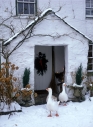 Geese in snow by porch of traditional white farmhouse