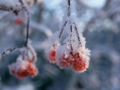 Frost covered red berries