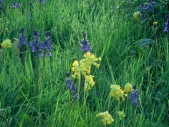 Bluebells and cowslips