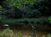 River Eden trout fishing