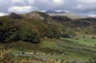 A line of Herdwick sheep on the craggy fellside above Boot in Eskdale ...