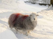 Solitary Herdwick sheep