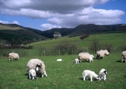Howgill Fells - Sheep and lambs