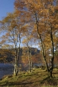 Birch trees in glorious autumn colours