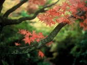 Maple leaves on branch