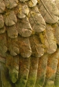 Eden Benchmark, plumage detail