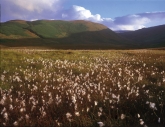Cotton grass in wild remote valley