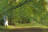 Beech avenue in Lowther Castle gardens