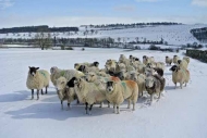Mixed flock of sheep