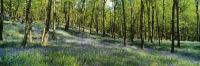 Grizedale Forest with bluebells