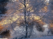 Frost covered birch tree by river