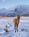 Red Deer stag in winter…