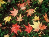 Maple leaves scattered on moss