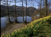 Ullswater - Daffodils on bank,
