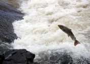 Salmon leaping a weir