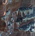 Massed guillemots on the sandstone cliffs at St Bees, Cumbria